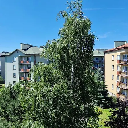 Zielone 26
